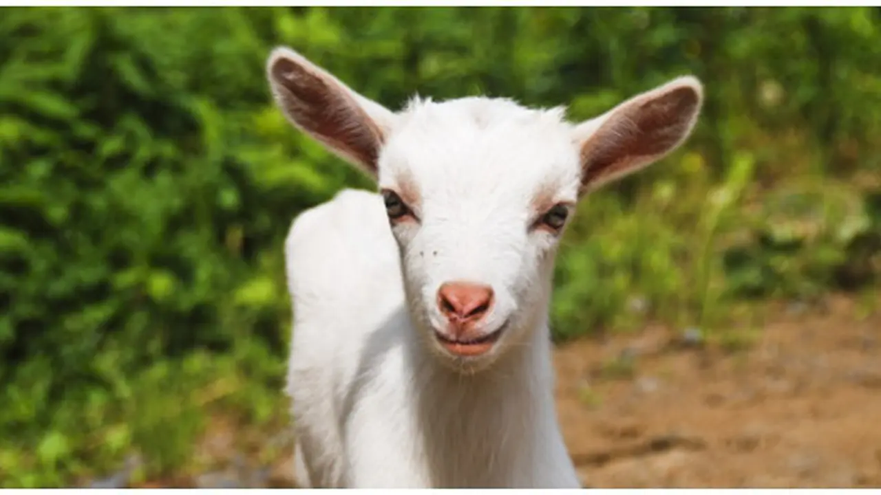 courtesy of Shutterstock