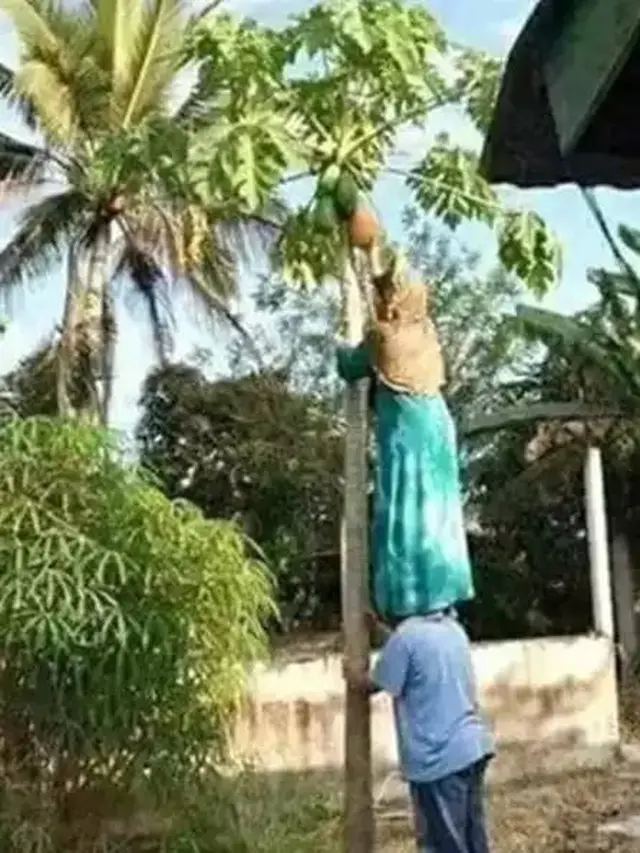Penuh Perjuangan, Ini 9 Potret Orang Petik Buah dengan Cara Kocak