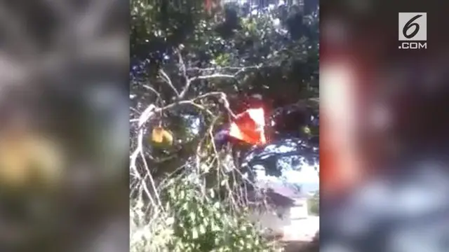 Video seorang pria terjatuh saat menebang pohon.