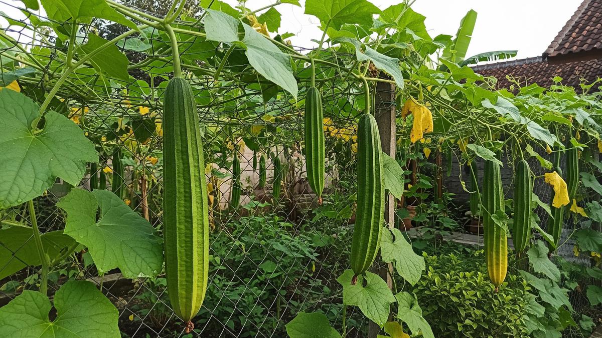 Cara Membuat Kebun Gambas Gantung agar Buah Tidak Bengkok dan Hasil Panen Lebih Rapi