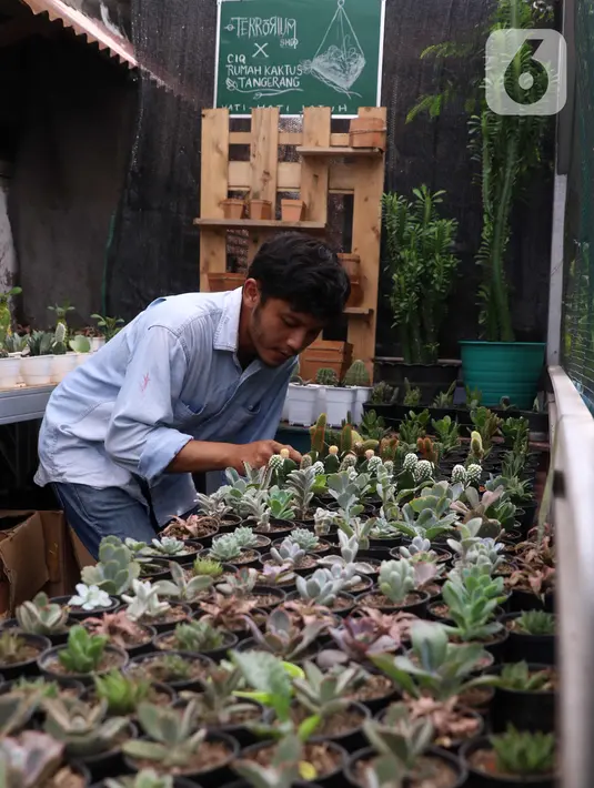 Pembudidaya tanaman hias merawat kaktus di Rumah Kaktus, Kota Tangerang, Banten, Jumat (2/4/2021). Berbagai tanaman seperti kaktus dan sukulen di tempat ini dijual dengan harga Rp 10 ribu hingga jutaan rupiah tergantung jenis dan ukuran. (Liputan6.com/Angga Yuniar)