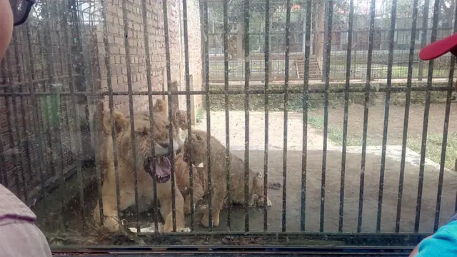 Salam Pagi dari 3 Bayi Singa Afrika di Taman Satwa Cikembulan