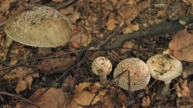 Mengenal Ciri Umum Protista Mirip Jamur Dan Peranannya Bagi