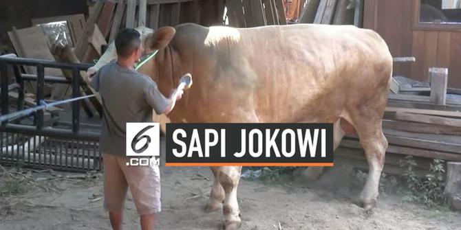 VIDEO: Jokowi Kurban Sapi 1,3 Ton di Mataram