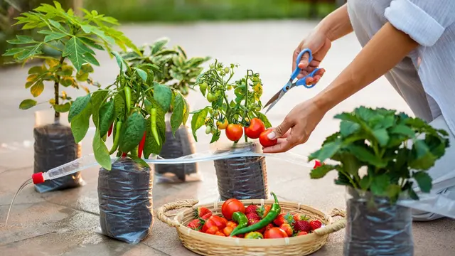 Cara Membuat Kebun Buah di Polybag (Foto: Reve.com)