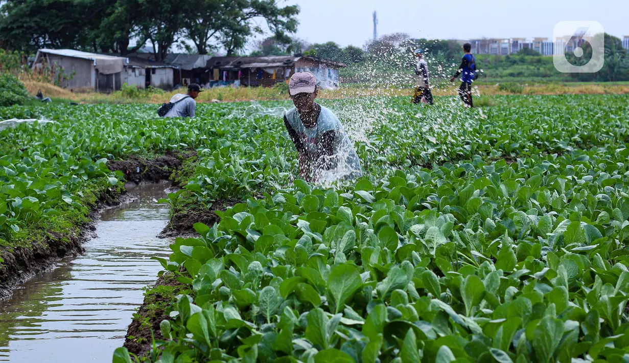 Petani menyemprotkan cairan pestisida di lahan pertanian bayam, kawasan Kota Tangerang, Jumat (27/11/2020). Badan Pusat Statistik mencatat upah nominal harian buruh tani nasional pada Oktober 2020 naik sebesar 0,09 persen dibanding upah buruh tani September 2020. (Liputan6.com/Angga Yuniar)