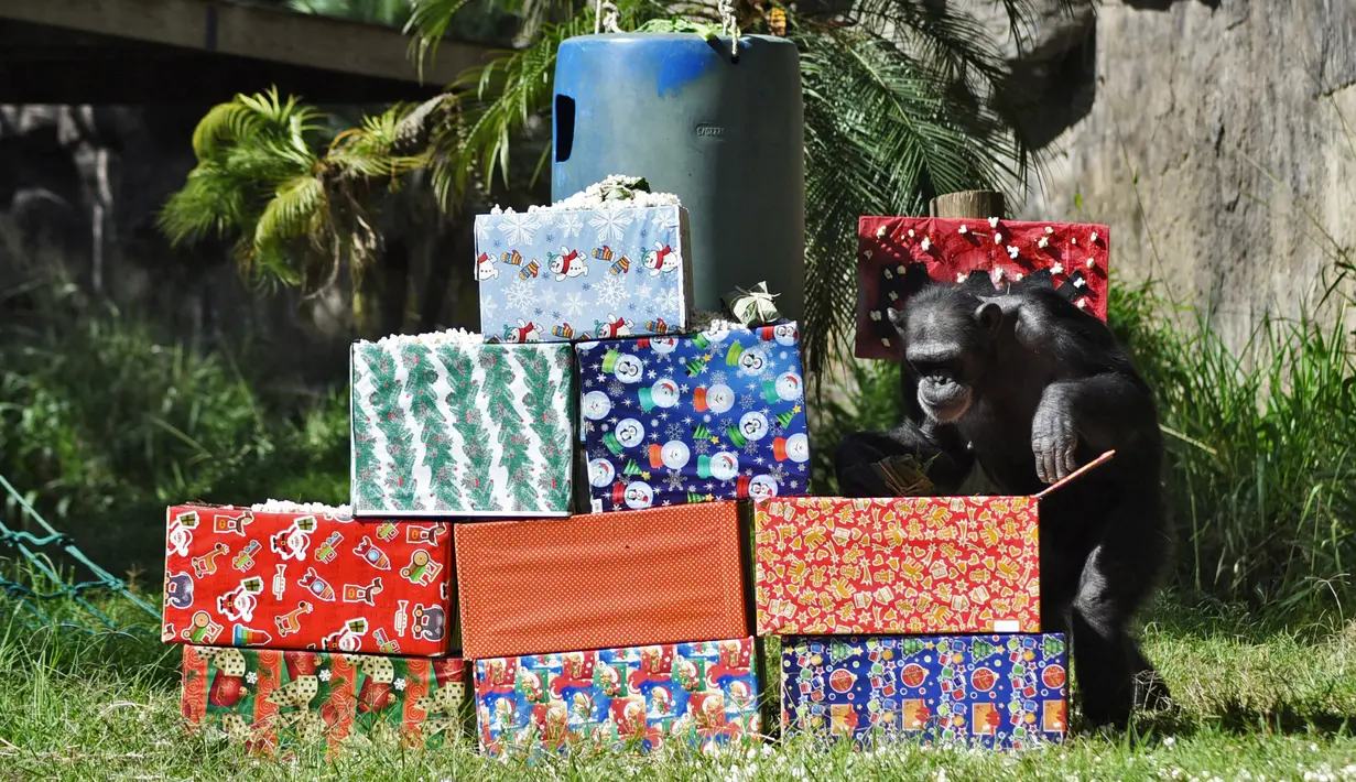 Simpanse bernama Max membuka hadiah yang dibawa oleh pengunjung sebagai bagian dari tradisi Natal di La Aurora Zoo, Guatemala City pada Kamis (19/12/2019). Hari Natal yang jatuh pada 25 Desember membuat sejumlah kebun binatang turut merayakannya dengan cara yang unik. (Orlando  ESTRADA/AFP)