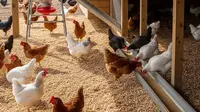 6 Desain Kandang Ayam dengan Sistem Pakan Otomatis Tanpa Listrik, Solusi Modern Peternak Rumahan