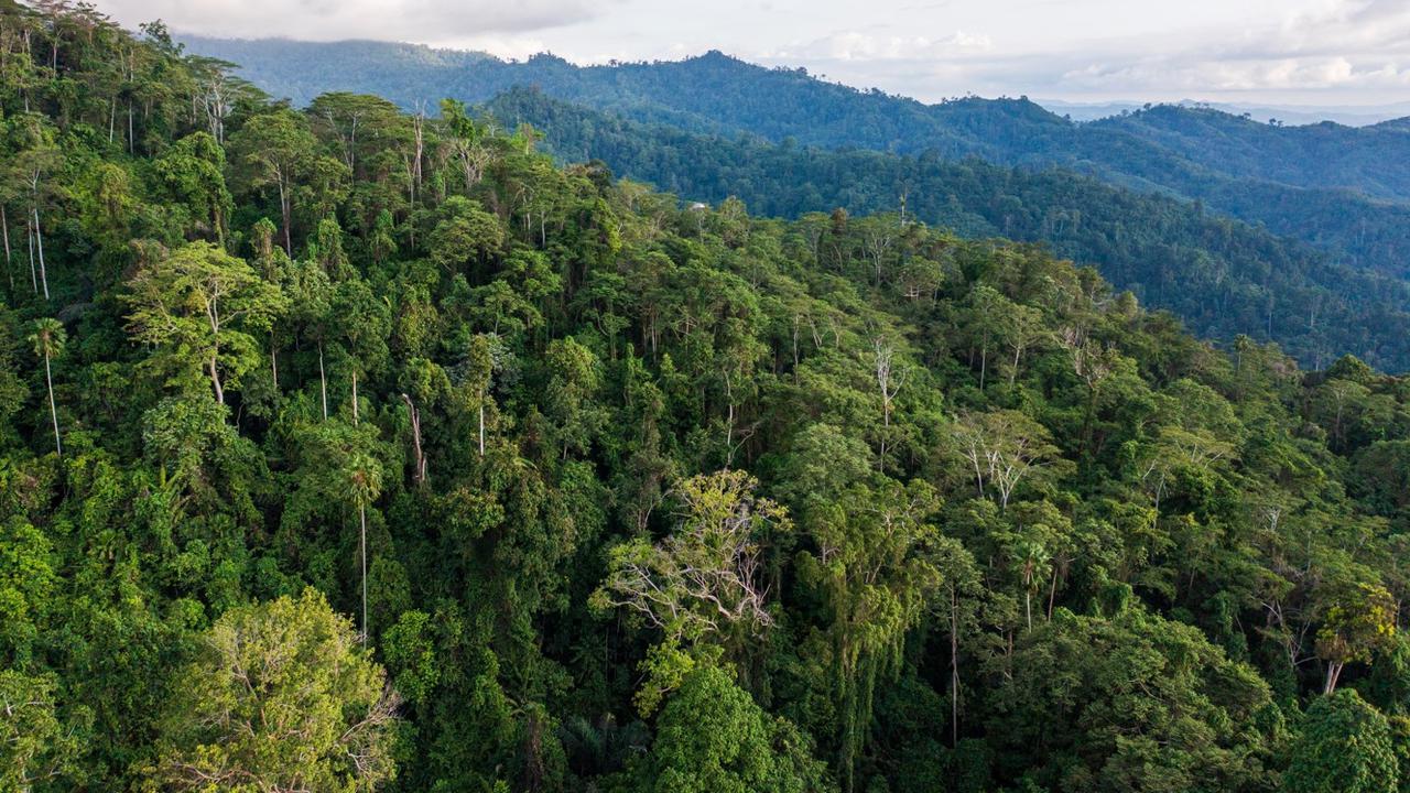 Punya Hutan Tropis Terbesar, Indonesia Berperan Penting Lawan Pendanaan Pemicu Deforestasi