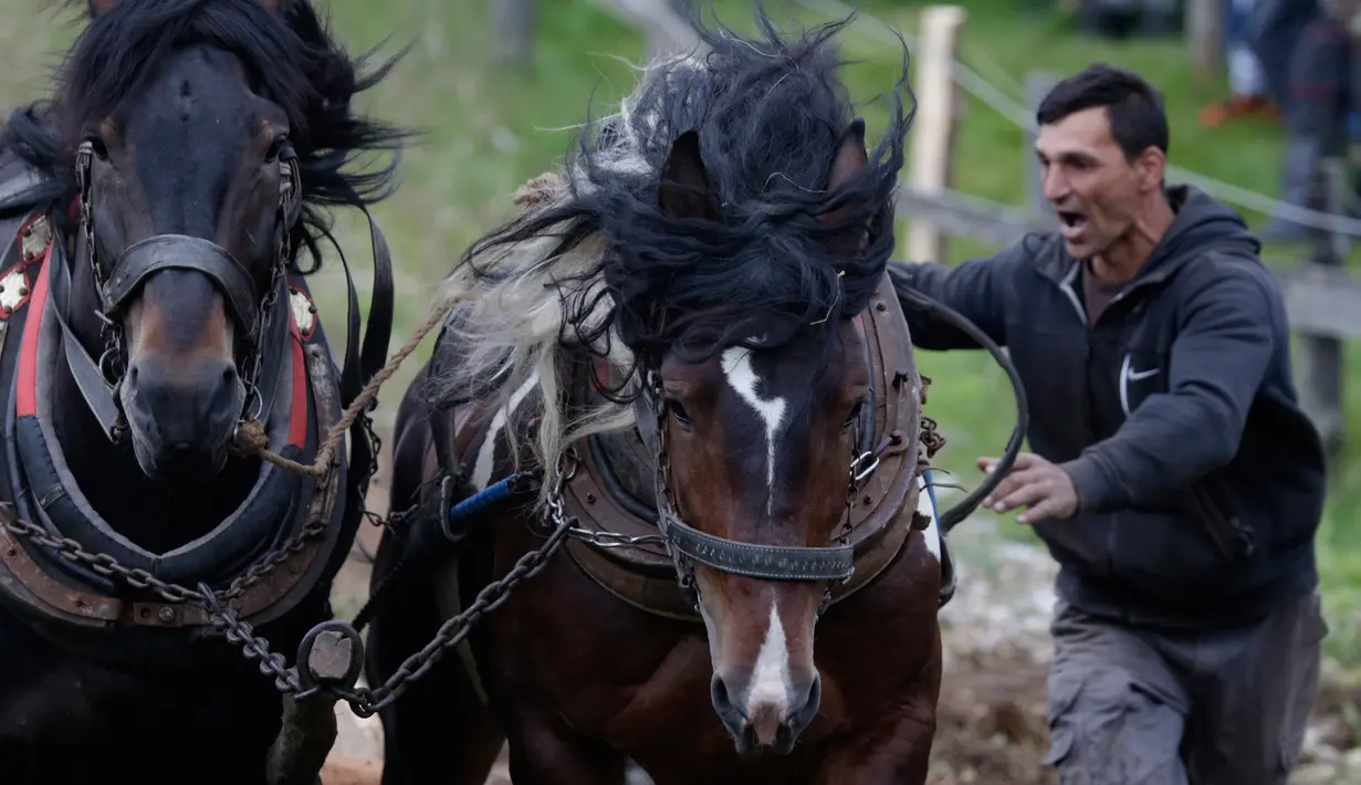 Dua ekor kuda menarik kayu gelondongan ke atas bukit saat mengikuti sebuah kompetisi di kota Sokolac, Bosnia (18/6). Acara ini merupakan festival di Bosnia yang digelar setiap tahun. (AP Photo/Amel Emric)