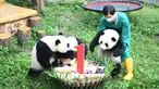 Seorang staf menggendong panda raksasa mendekati kue ulang tahun di Kebun Binatang Chongqing, China (23/6/2020). Kebun Binatang Chongqing menggelar  pesta ulang tahun empat ekor panda raksasa yang menginjak usia satu tahun, yakni Shuangshuang, Chongchong, Xixi, dan Qingqing. (Xinhua/Tang Yi)