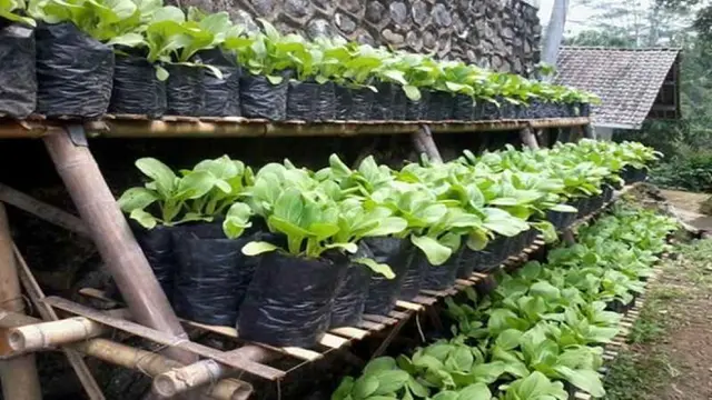 Telur yang Membusuk Akan Menjadi Pupuk Alami