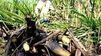  Pekerja memotong pohon tebu di perkebunan tebu Colomadu, Karanganyar, Jateng. Pemerintah mentargetkan produksi gula tahun ini diperkirakan bisa mencapai 2, 8 juta ton atau lebih tinggi dibanding tahu