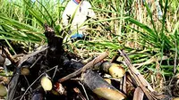 Belum Mau Ungkap Besaran HPP Gula, Mendag Beber Alasannya