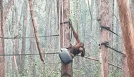 Asap Kebakaran Hutan Kalimantan Buat 21 Orangutan Jatuh Sakit