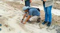 Petugas BBKSDA Riau menemukan jejak harimau sumatra di lokasi tambang pasir Kabupaten Kampar. (Liputan6.com/M Syukur)