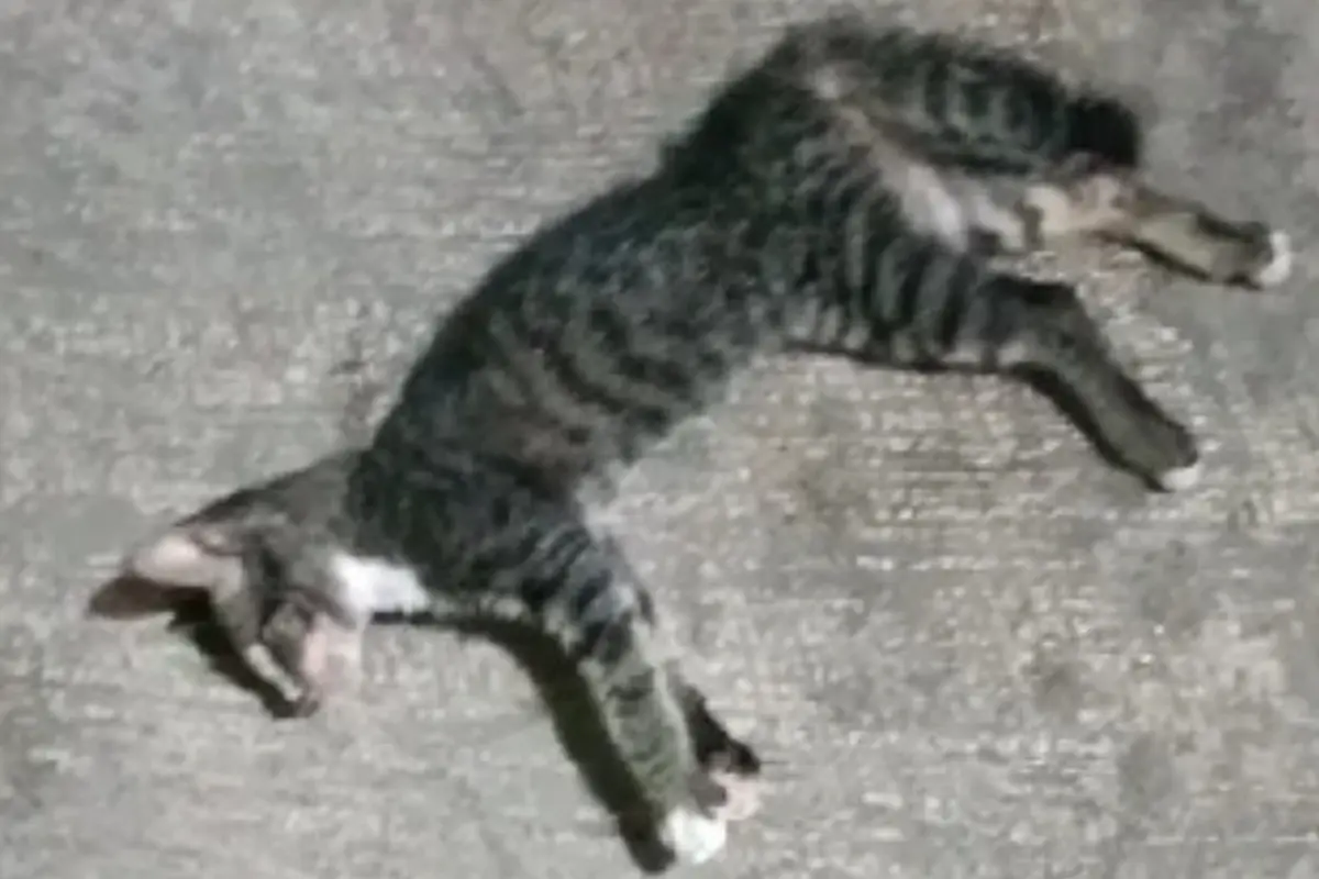 Puluhan kucing di RW 05 Kelurahan Sunter Agung, Kecamatan Tanjung Priok, Jakarta Utara mati mendadak. Gejalanya kejang-kejang dan buang air. (Bachtiarudin Alam/Merdeka.com)