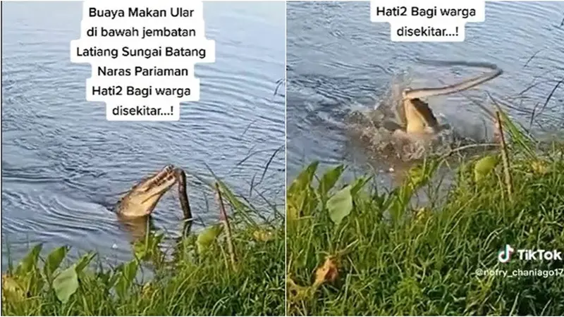 Momen Buaya Makan Ular Piton di Pinggir Sungai Ini Viral, Ramai Ditonton Warga