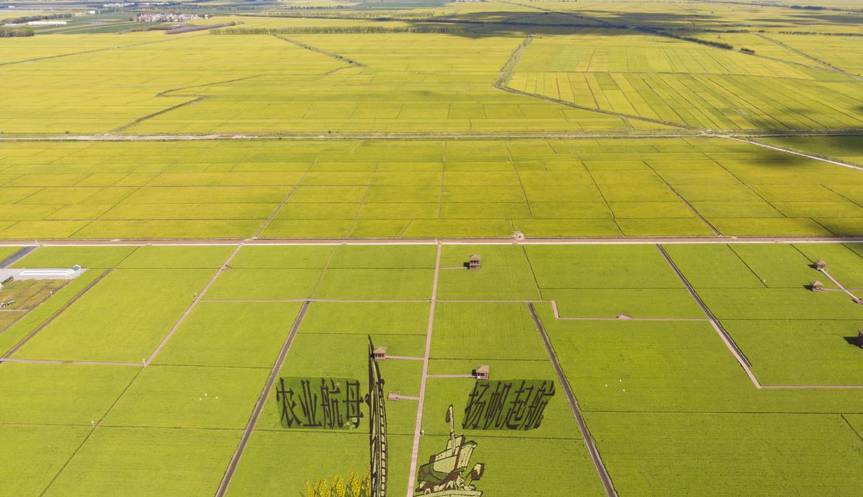 Foto dari udara yang diabadikan pada 21 September 2020 ini menunjukkan sawah yang akan dipanen di sebuah area persawahan di Kota Fujin, Provinsi Heilongjiang, China timur laut. Dalam beberapa hari terakhir, sekitar 2.667 hektare sawah di kota tersebut telah memasuki musim panen. (Xinhua/Zhang Tao)
