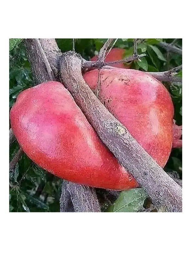 6 Potret Buah Terhimpit Secara Alami di Pohon Ini Curi Perhatian