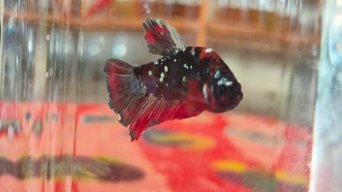 Bisnis jual beli ikan cupang menjadi prospektif ditengah pandemi covid-19. Foto (Liputan6.com / Panji Prayitno)