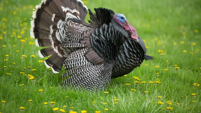 Turkey