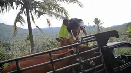 Dua ekor sapi berada di dalam mobil bak terbuka di kawasan Karangasem, Bali, Jumat (1/12). Warga terpaksa mengevakuasi hewan ternak dari tempat tinggalnya karena khawatir akan erupsi Gunung Agung. (Liputan6.com/Immanuel Antonius)
