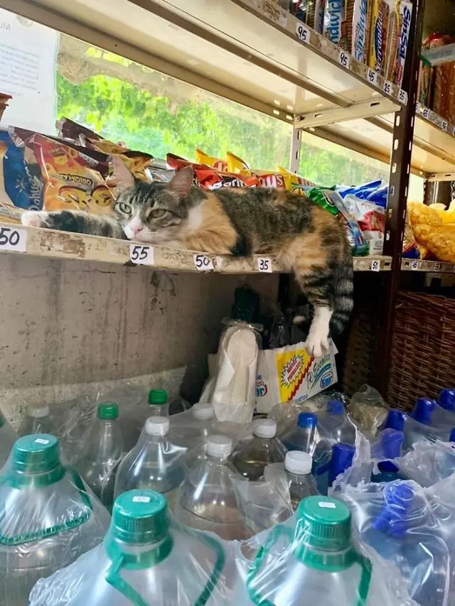 6 Aksi Kucing saat Jaga Warung Ini Lucu Bikin Geleng Kepala
