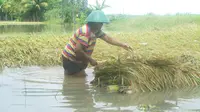 Ilustrasi – petani memanen padi yang terendam. (Foto: Liputan6.com/Muhamad Ridlo)