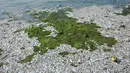 Ribuan ikan mati di sepanjang reklamasi pantai Ancol, Jakarta (30/11/2015). Ribuan ikan yang mati dan terdampar di pantai ini diduga akibat tercemar limbah industri. (Liputan6.com/Gempur M Surya)