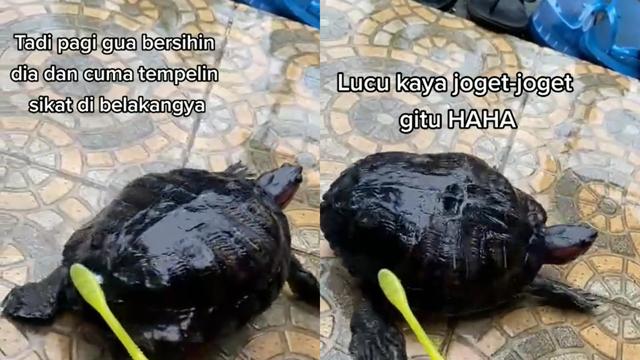 Seekor kura-kura asyik bergoyang saat mandi.