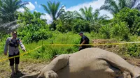 Bangkai gajah di areal perkebunan warga Aceh Timur (Liputan6.com/Ist)