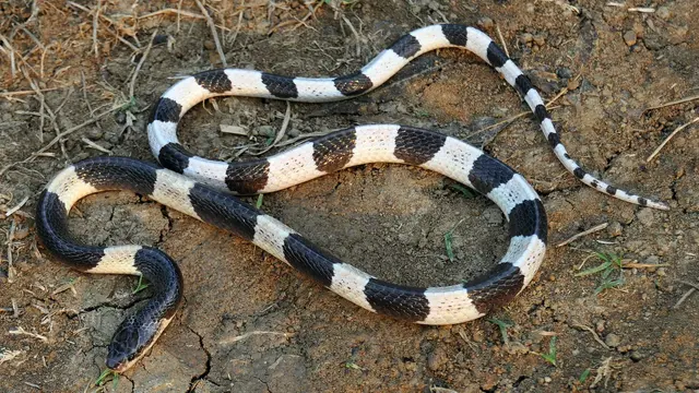 Ular Weling (Bungarus candidus)