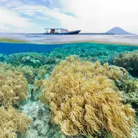 Taman Laut Bunaken, Sulawesi Utara. (Getty)