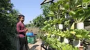 Warga menyirami tanamannya di Cikini, Jakarta, Jumat (29/9). Suku Dinas Ketahanan Pangan Kelautan dan Pertanian (KPKP) Jakarta Pusat menargetkan 16 urban farming atau pertanian kota tersebar di seluruh kecamatan. (Liputan6.com/Angga Yuniar)