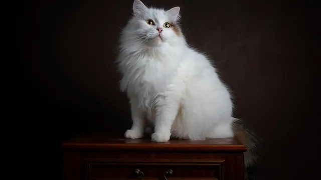 Siberian cat