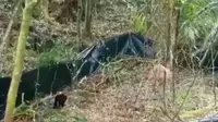 Penampakan Macan Tutul Jawa saat dilepasliarkan di kawasan Gunung Ciremai. Tangkapan layar (Liputan6.com / Panji Prayitno)