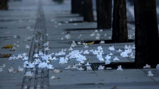 Bunga tabebuya di Surabaya (foto: Twitter/@BanggaSurabaya)