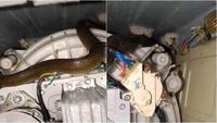 Viral Ular Tikus Masuk Mesin Cuci Bikin Heboh, Ini Langkah Pencegahannya