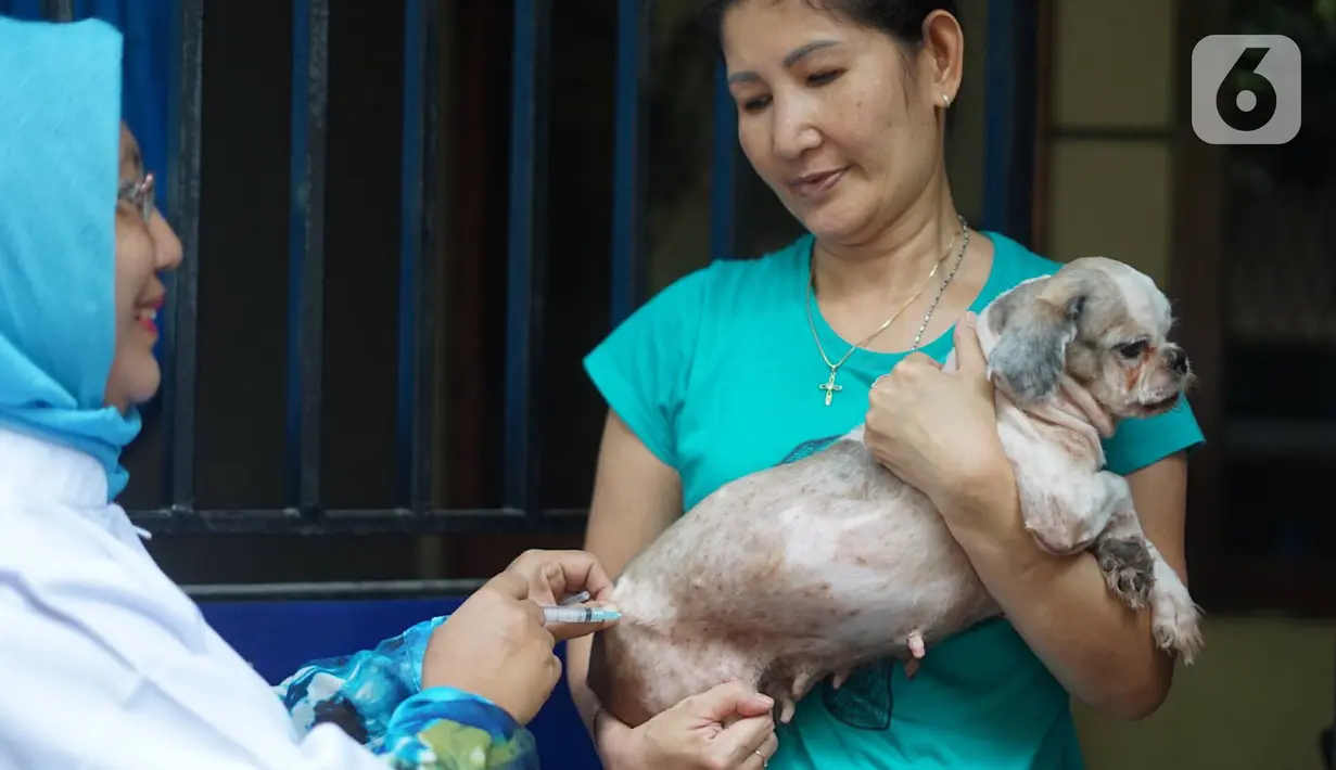 Petugas kesehatan hewan memberikan vaksin rabies pada anjing di kawasan Sawah Besar, Jakarta, Kamis (3/9/2019). Dalam rangka memperingati Hari Rabies Sedunia, Sudin Ketahanan Pangan Kelautan dan Perikanan DKI Jakarta melakukan vaksinasi hewan secara gratis. (Liputan6.com/Immanuel Antonius)