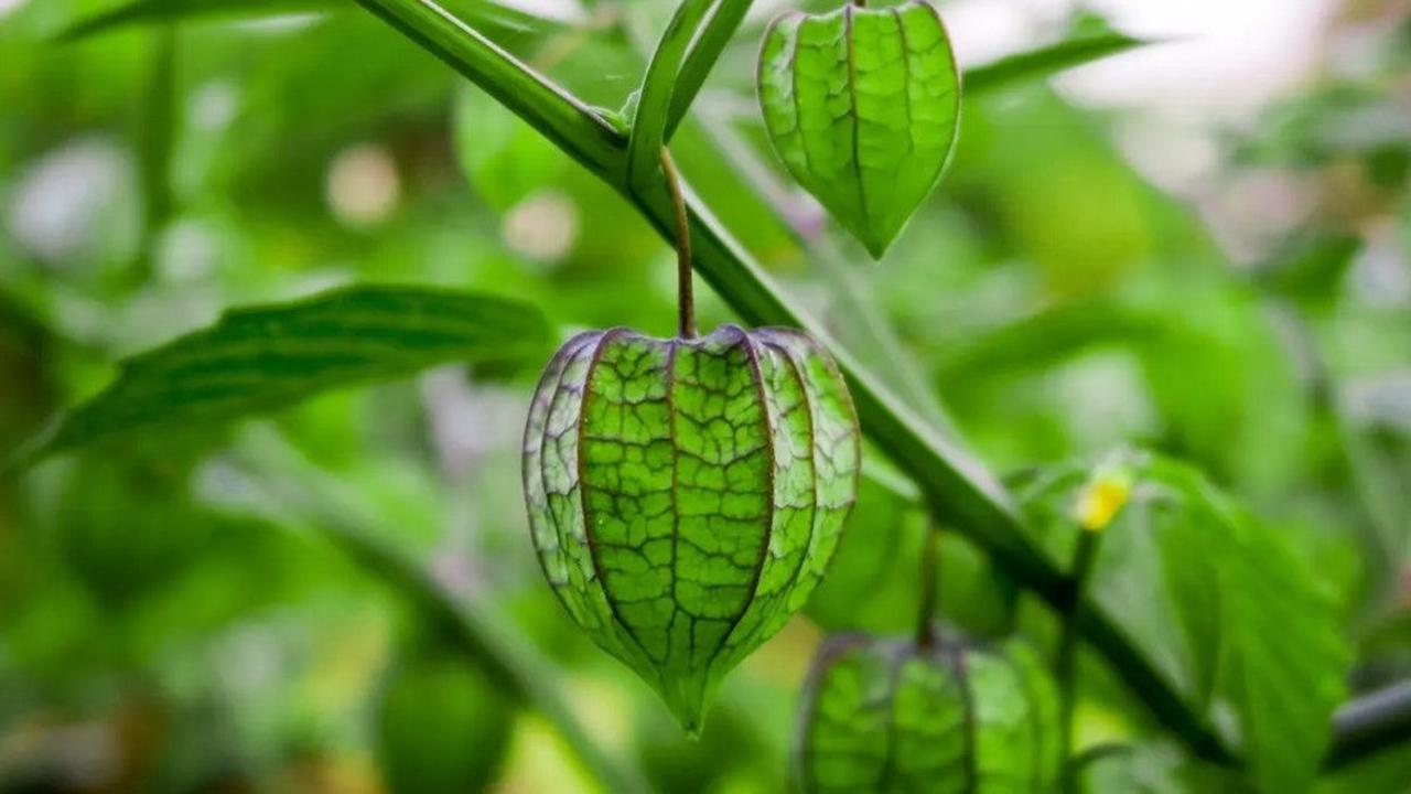 Ilustrasi Buah Ciplukan (Sumber: Ibrahim Hasan dari Pexels)