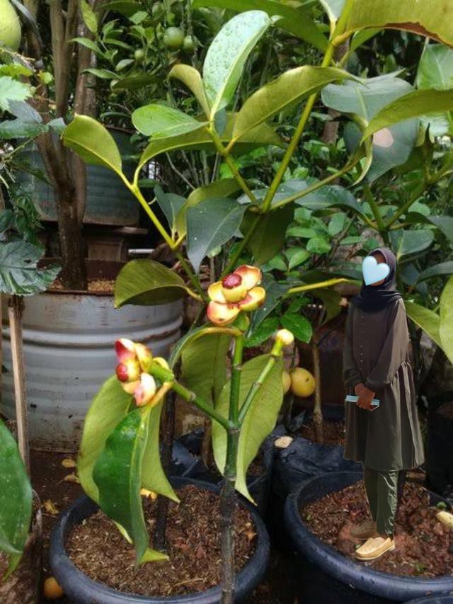 Wanita Ini Minta Latar Fotonya Diedit dengan Pohon Manggis, 7 Hasilnya Bikin Geleng Kepala