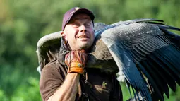 Peter Wenzel melatih burung condor muda bernama Molina di Eagle Reserve, Bindslev, Denmark, 27 Agustus 2019. Condor merupakan burung pemakan bangkai. (Henning Bagger/Ritzau Scanpix/AFP)