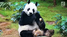 An an si Panda raksasa sedang makan di salah satu atraksi Waterfront Ocean Park Hong Kong (18/5).  Panda raksasa ini menjadi ikon penting bagi Ocean Park, sebagai taman hiburan  yang mempromosikan pelestarian hewan. (Liputan6.com/Ahmad Ibo)