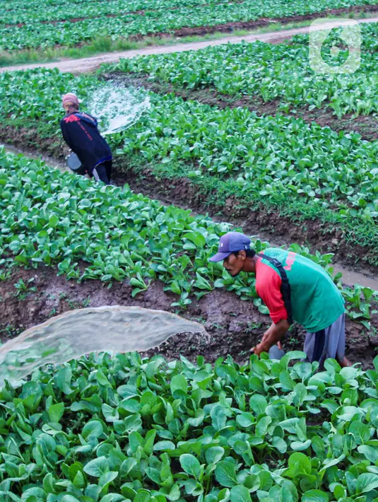 Petani menyemprotkan cairan pestisida di lahan pertanian bayam, kawasan Kota Tangerang, Jumat (27/11/2020). Badan Pusat Statistik mencatat upah nominal harian buruh tani nasional pada Oktober 2020 naik sebesar 0,09 persen dari Rp 55.719 menjadi Rp 55.766 per hari. (Liputan6.com/Angga Yuniar)