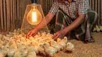 5 Jenis-Jenis Penghangat Kandang Anak Ayam Sederhana, Lebih Hemat Biaya