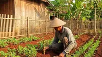 Cara Menanam Singkong di Pekarangan Rumah, Persiapan Lahan Hingga Perawatan dari Hama