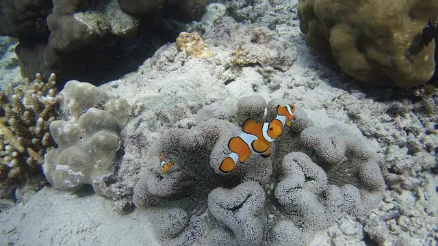Pulau Marak