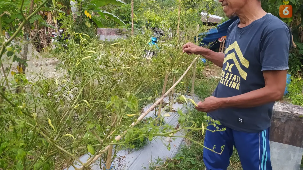 Cabai Gorontalo