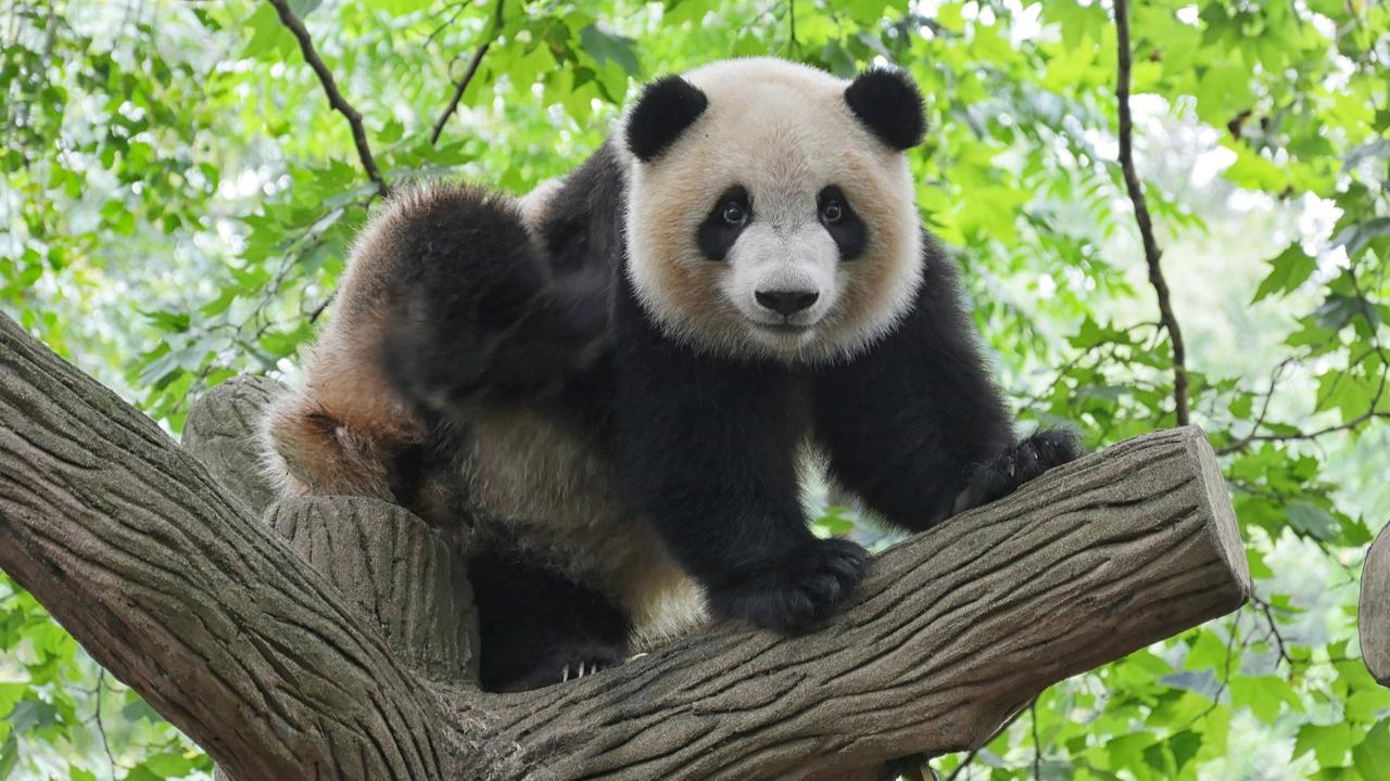 Giant Panda